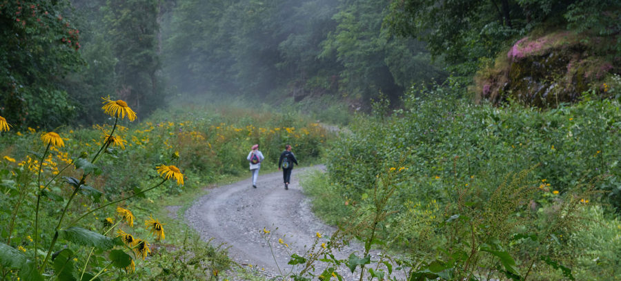 walking forest