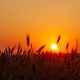 Understanding Sundowning: Why Late-Day Confusion Happens and How to Manage It